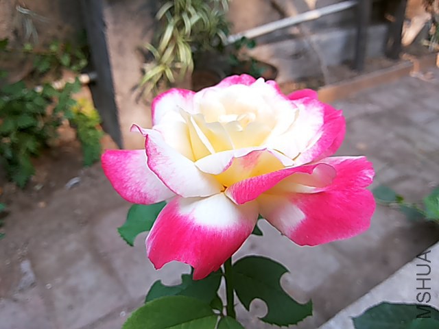 վֱ��