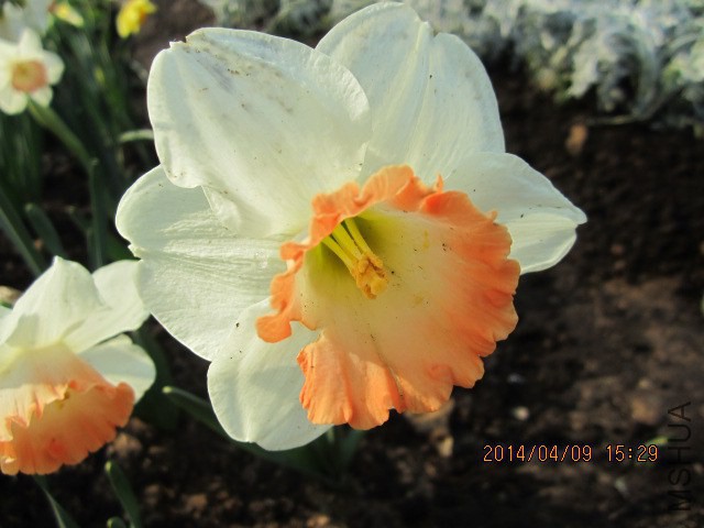 ����4�·����ൺ��԰���ĵģ��ر�ϲ�������֣�����Ư��