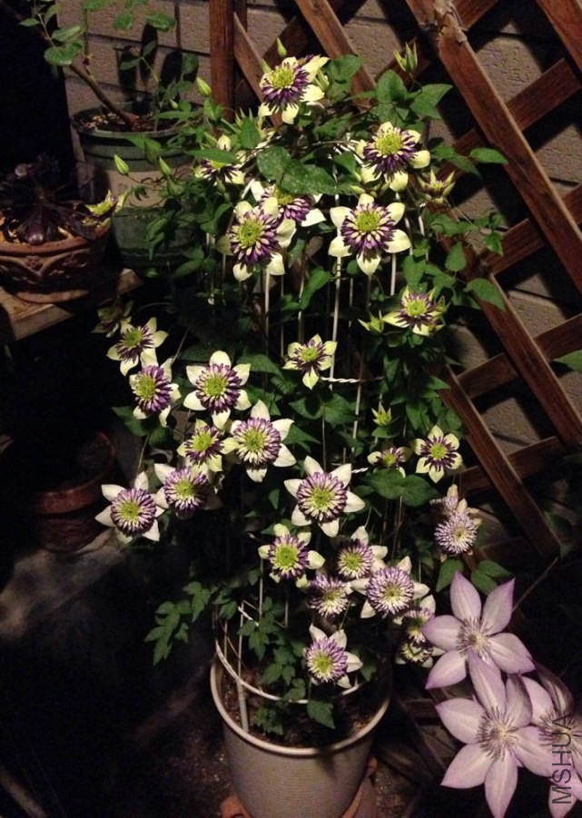2014-05-27 200000.jpg