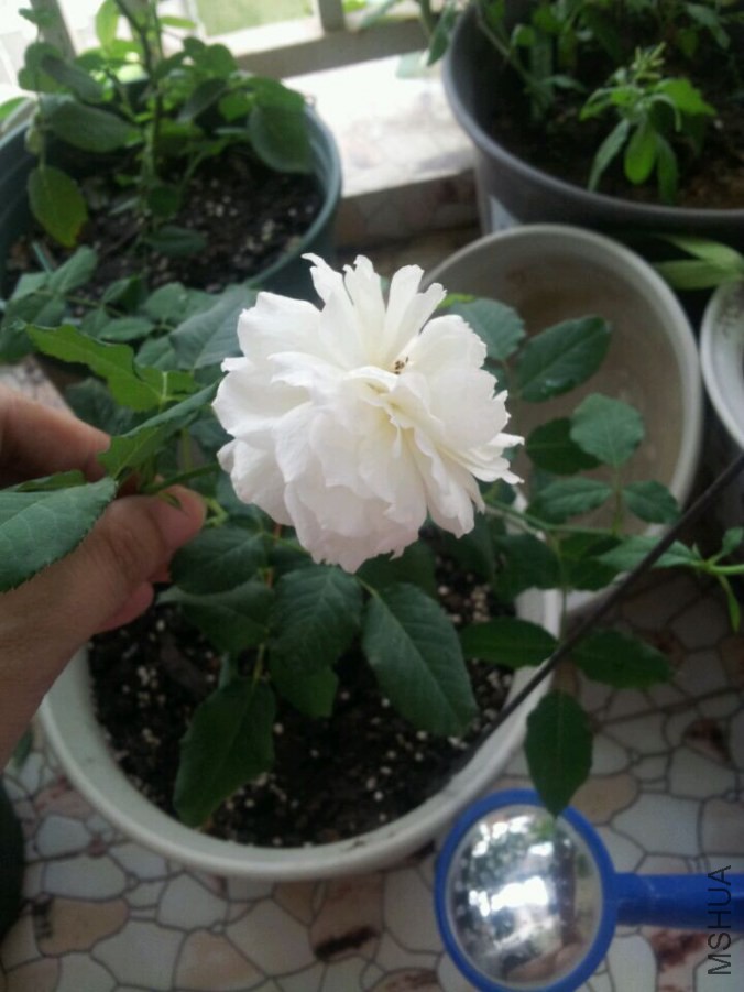 ˮ�γ���