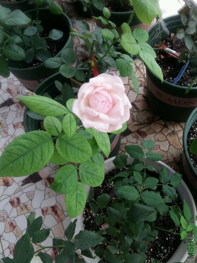 ��ݮ���ʱ�����