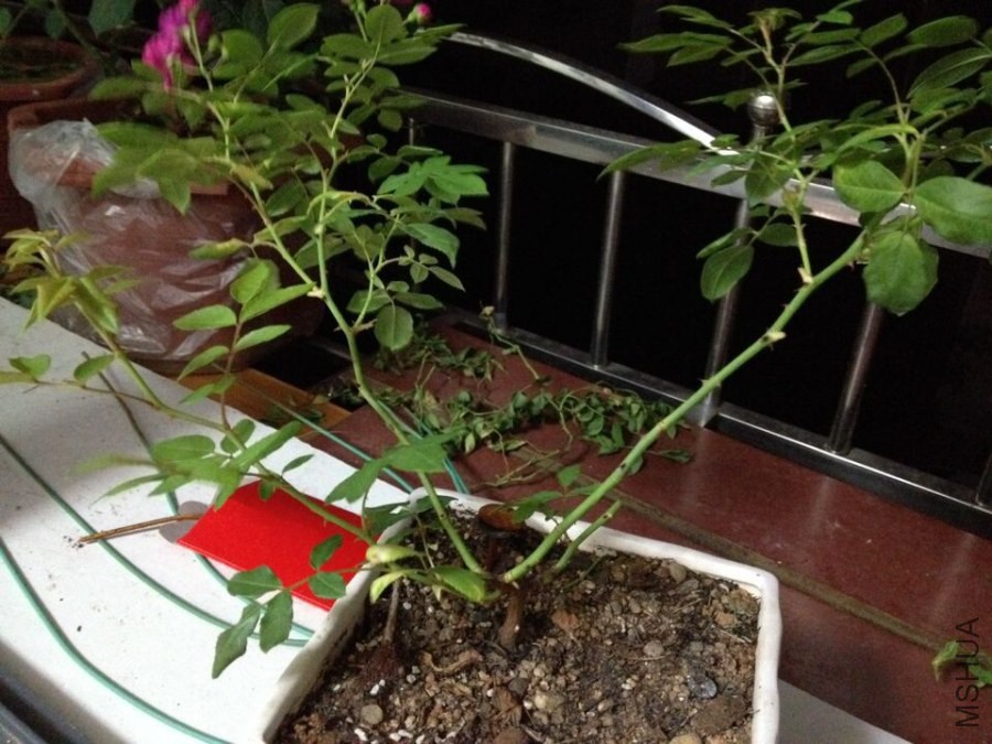 QQͼƬ20140610110032.jpg