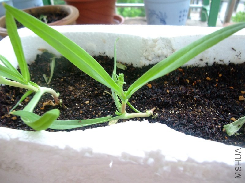DSCF7220.JPG