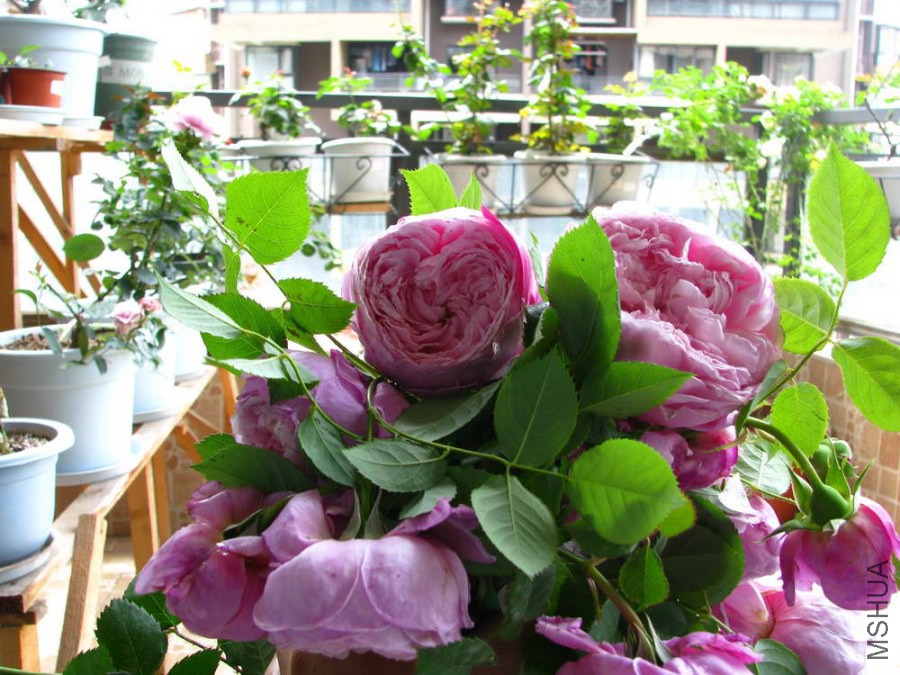 IMG_0238.JPG