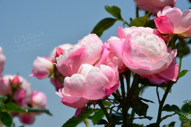 DSC_1538 (2)_����_����.jpg