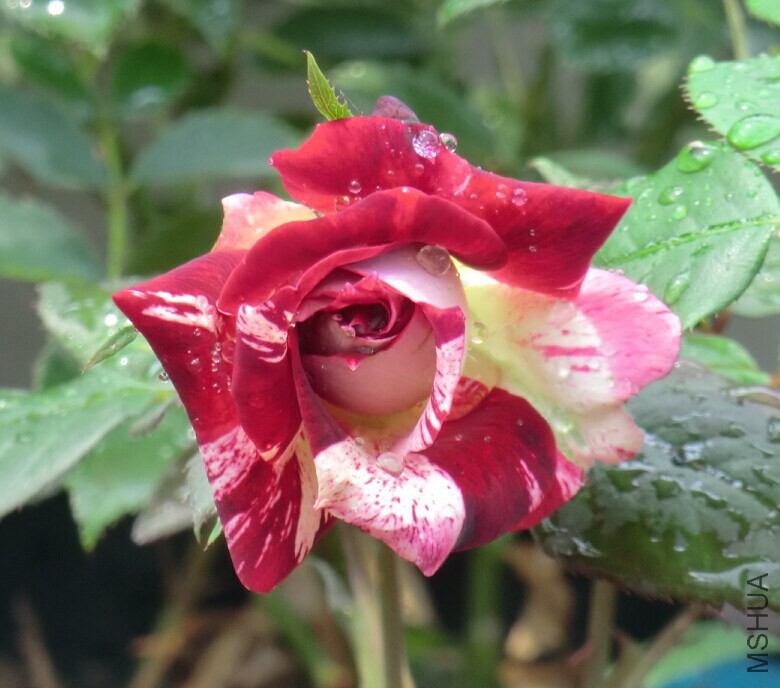 QQͼƬ20140607155216.jpg