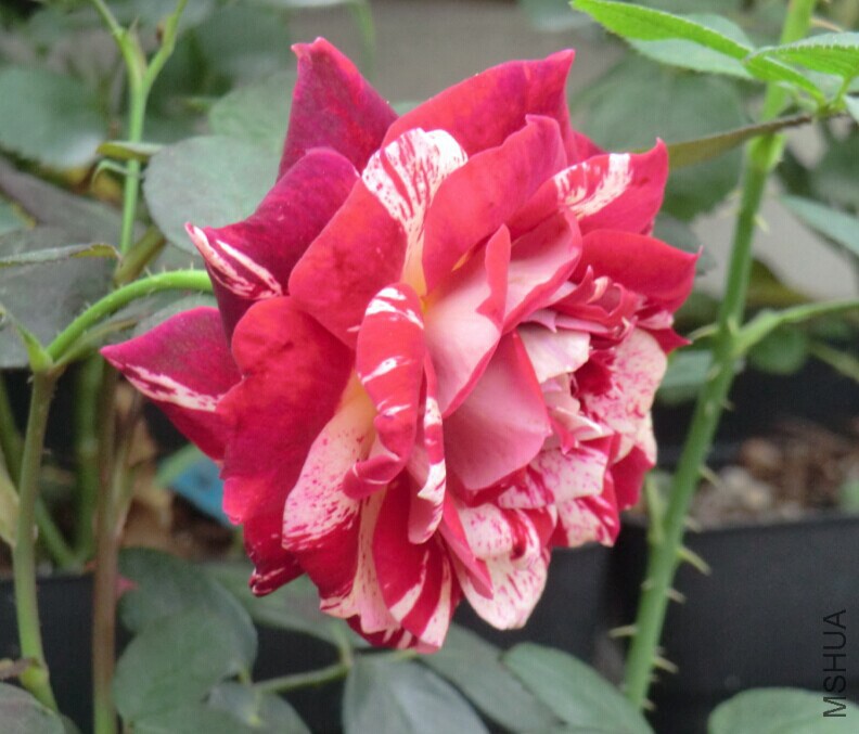 QQͼƬ20140610211127.jpg