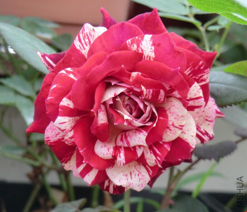 QQͼƬ20140610211058.jpg