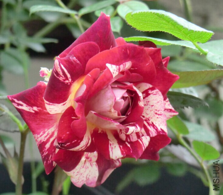 QQͼƬ20140608114912.jpg