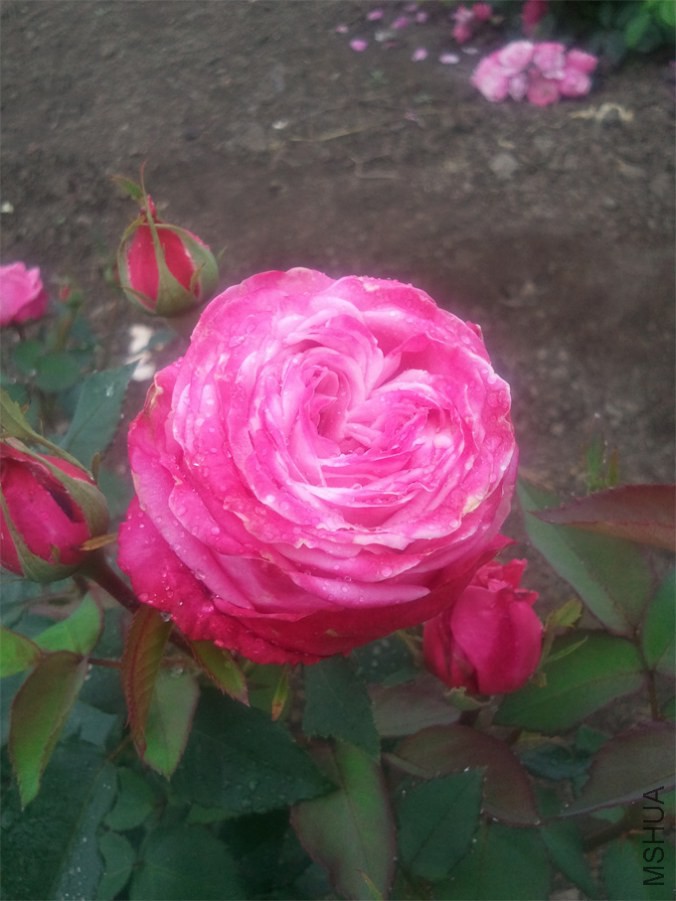 �ܰ��˵�һ��