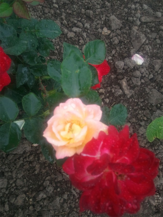 ��û��ɫ�������仨��һ��֦�ϵģ���Ŀ����缸�졣