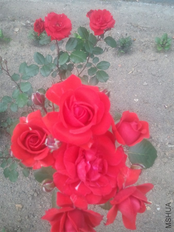 ǰ����ܲɹ���������
