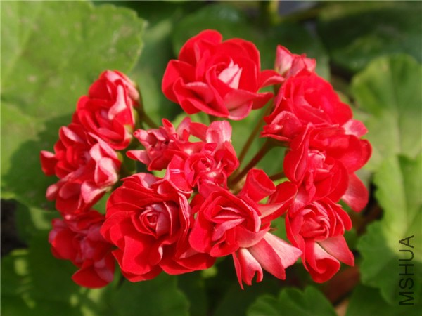P6120008_����.jpg