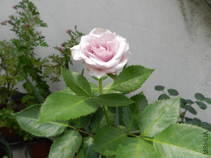 ��Ƭ1 051.jpg