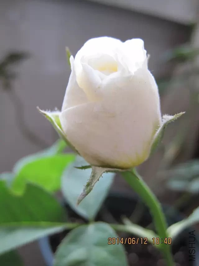 psb (1).jpg