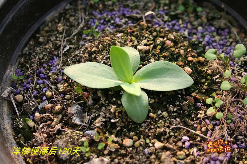 psb (2)_����.jpg