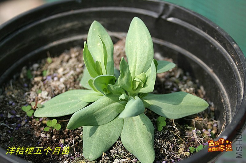 psb (3)_����.jpg