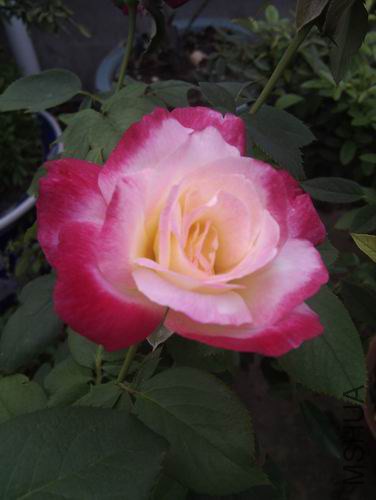 ������С ��˫ϲ.jpg