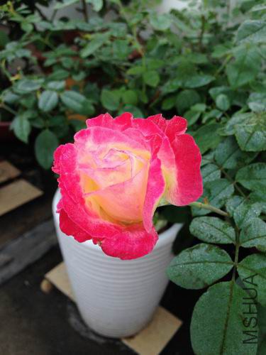 ������С ��ת IMG_0178.jpg