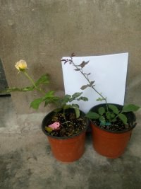psb (1).jpg