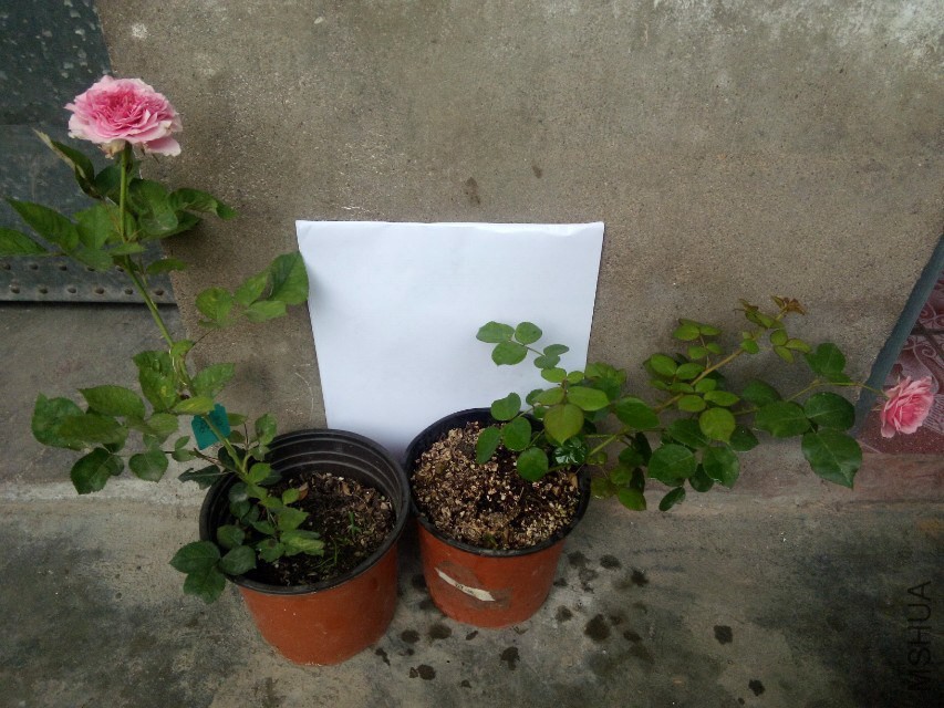 psb (2).jpg