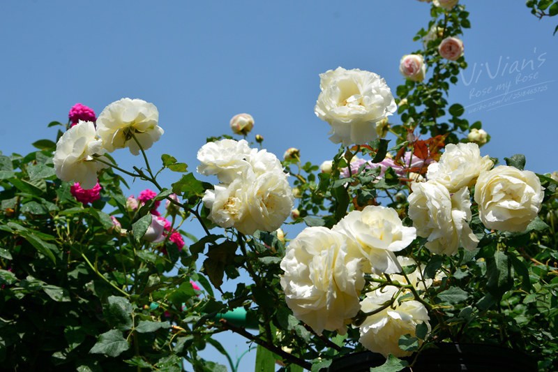 DSC_1543 (2)_����_����.jpg