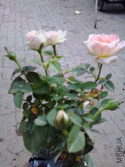 ����ȹ ���Ż�����