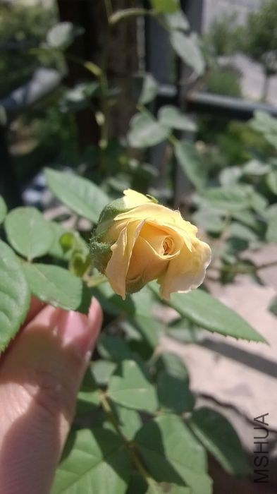 WP_20140529_009.jpg