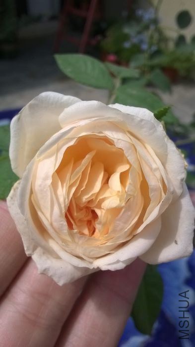WP_20140601_011.jpg