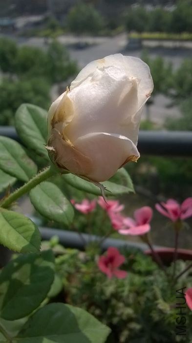 WP_20140605_015.jpg
