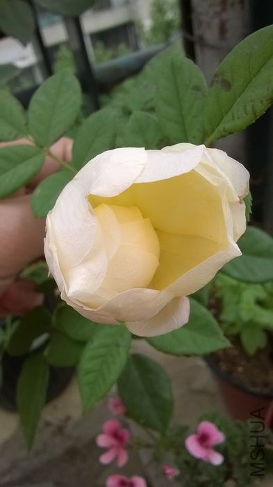 WP_20140606_010.jpg