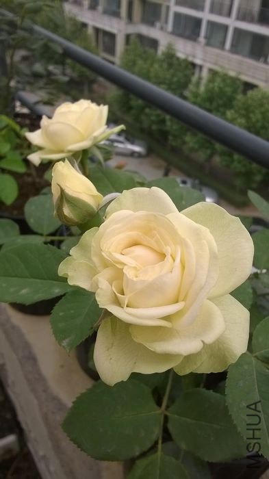 WP_20140606_001.jpg