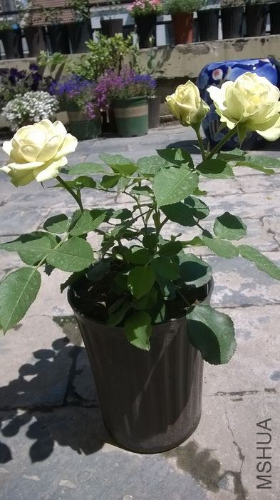 WP_20140607_014.jpg
