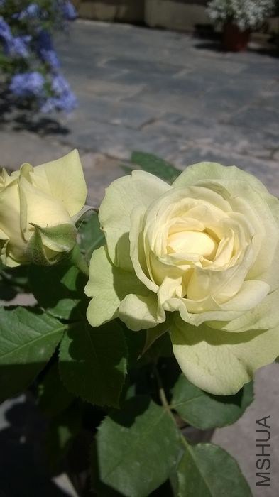 WP_20140607_016.jpg