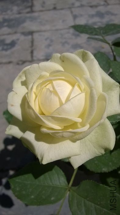 WP_20140607_015.jpg