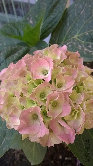 WP_20140529_010.jpg