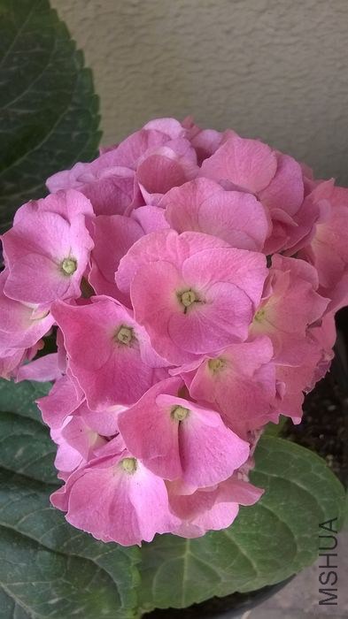 WP_20140605_019.jpg