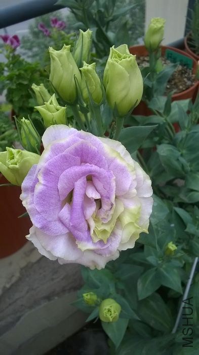 WP_20140525_013.jpg
