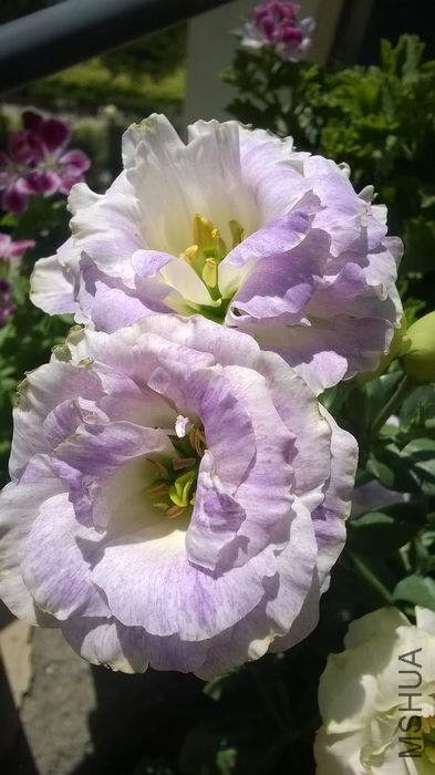WP_20140529_004.jpg