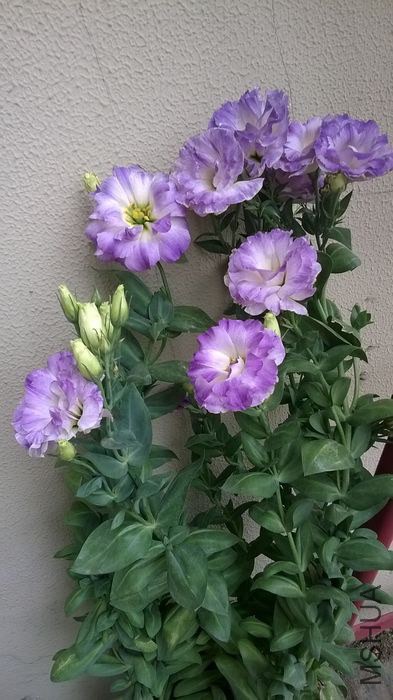 WP_20140602_001.jpg