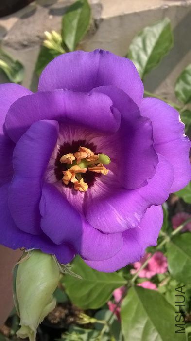 WP_20140605_003.jpg