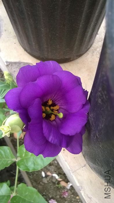 WP_20140606_004.jpg