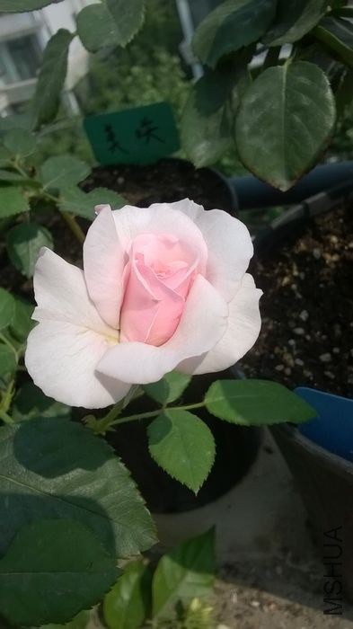 WP_20140605_007.jpg
