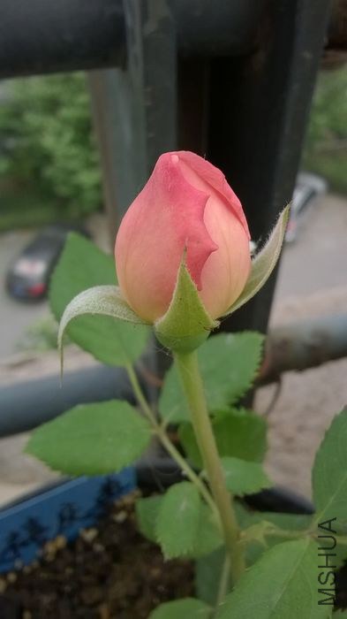 WP_20140606_002.jpg