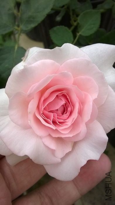 WP_20140606_007.jpg
