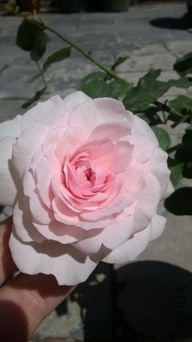 WP_20140607_009.jpg