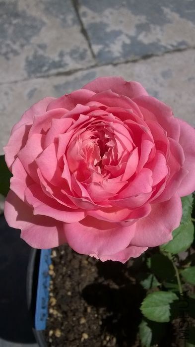WP_20140607_012.jpg