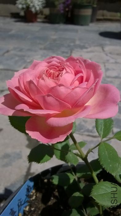 WP_20140607_013.jpg