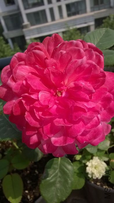 WP_20140605_008.jpg
