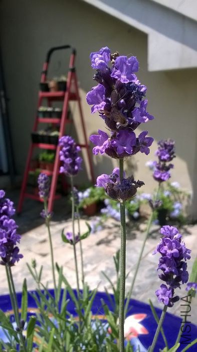 WP_20140609_011.jpg